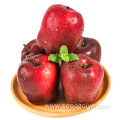 Fresh red tasty juice huaniu apple